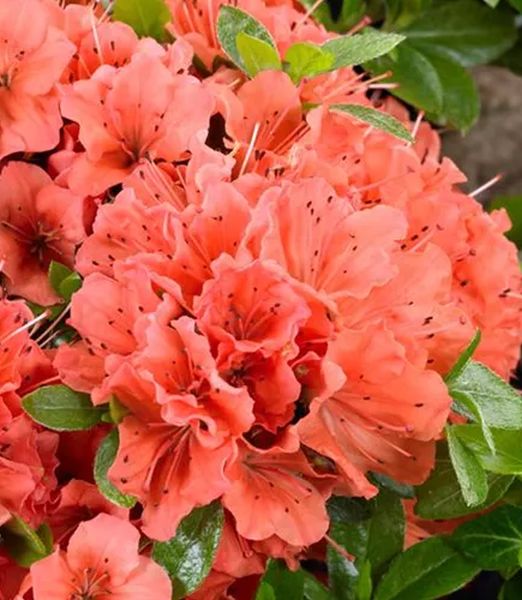Rhododendron 'Geisha Orange'